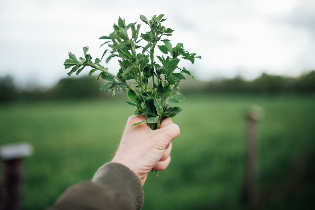 Fresh Herbs, Hard and Soft: When to Add Them for Real Flavor